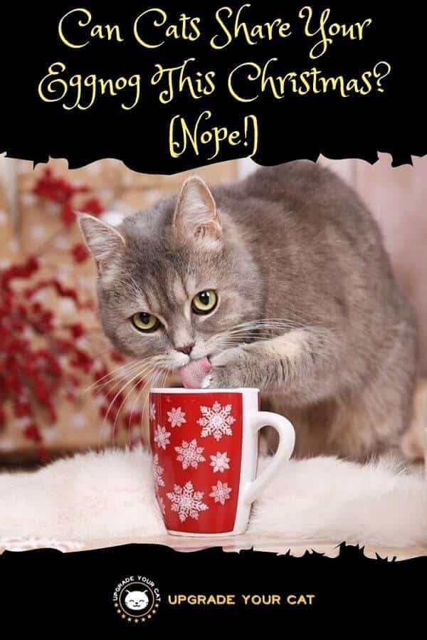 Can Cats Have Eggnog
