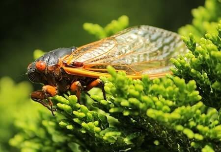 Can Cicadas Hurt Cats