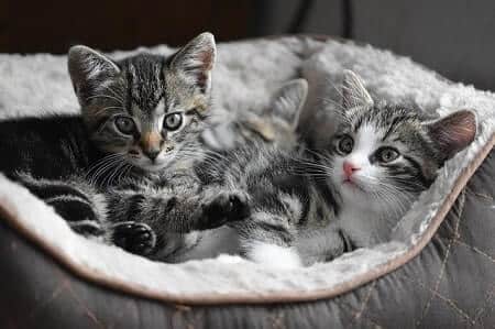 Can Kittens Eat Octopus