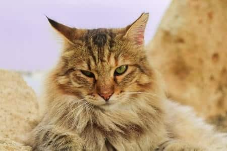 My Story How I Adopted Bert