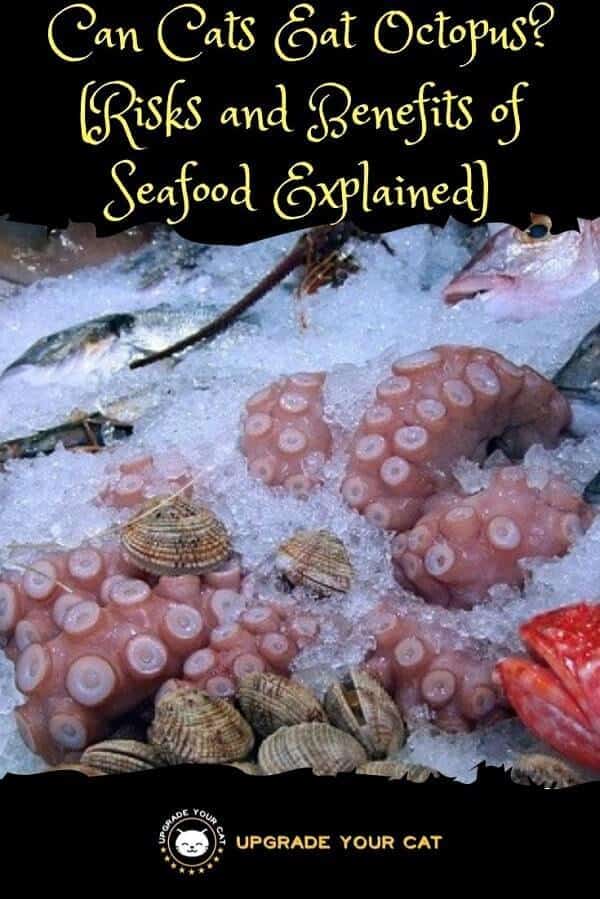 Risks Associated with Eating Octopus