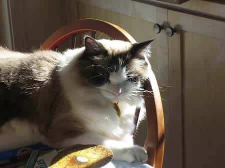Should You Let Your Cat Eat Honeydew Melon