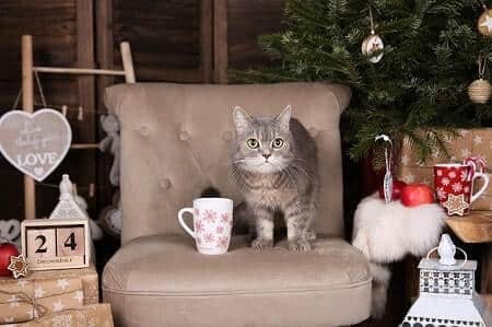Silk Nog or Soynog Doesnt Have Lactose for Cats