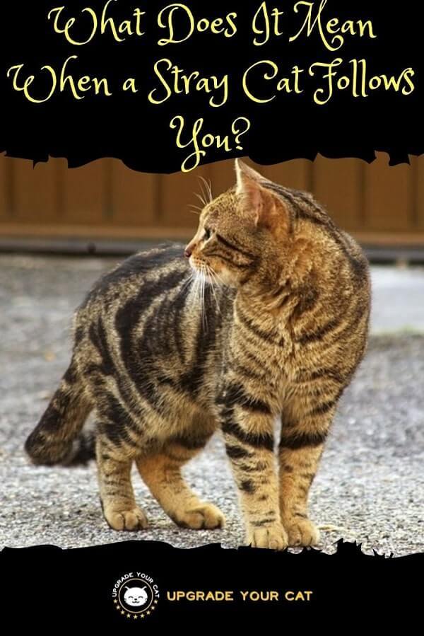 What Does It Mean When a Stray Cat Follows You
