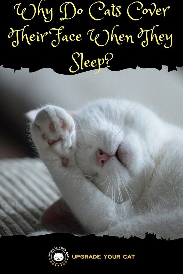 Why Do Cats Cover Their Face When They Sleep