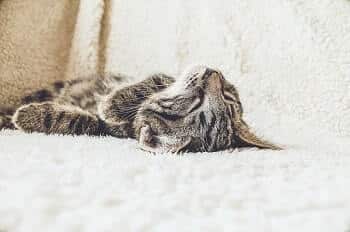 Cat Sleeping Flat on Its Back Meaning
