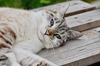 Cat Sleeping Flat on Its Side Meaning