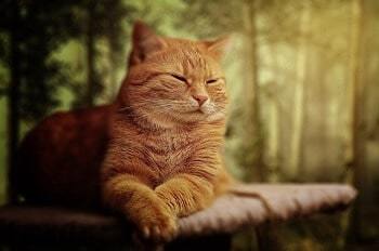 Cat Sleeping Flat on Its Stomach Meaning