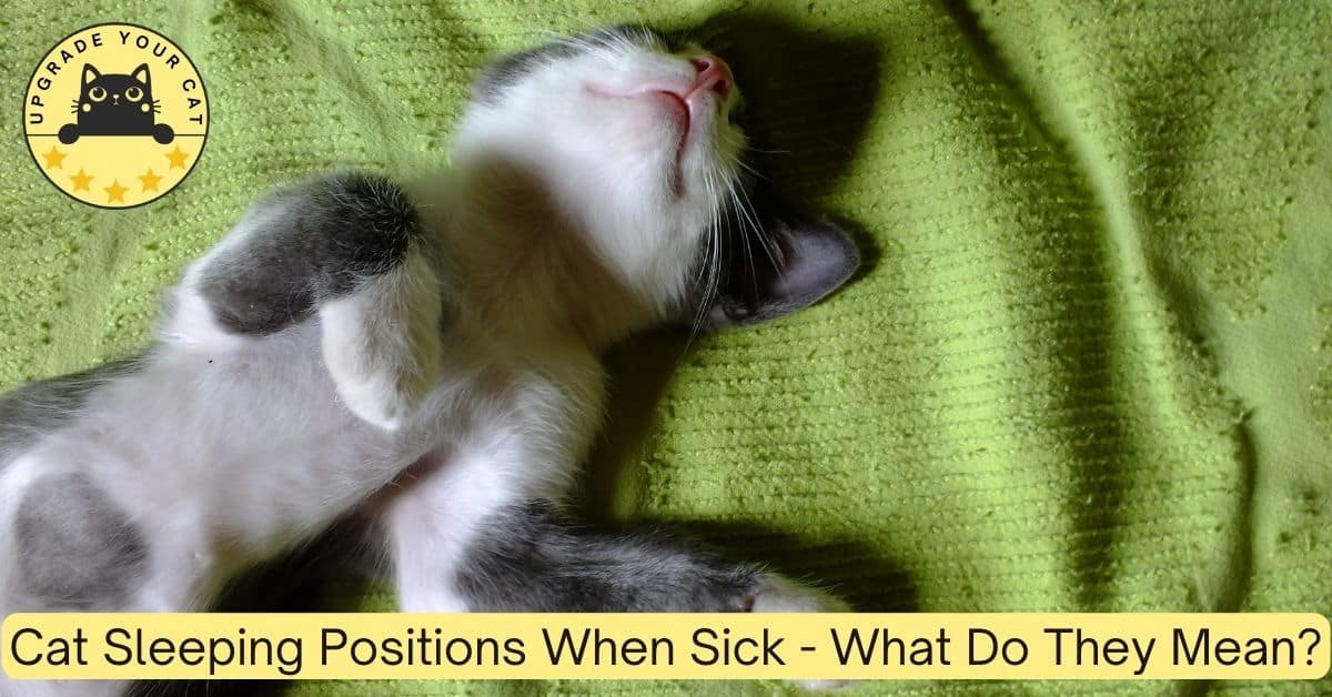 Cat Sleeping Positions When Sick What They Mean