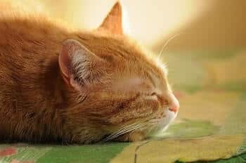 Cat Sleeping With Chin on Floor Meaning
