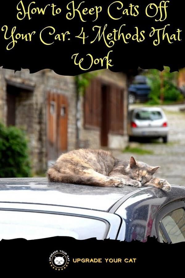 How to Keep Cats Off Your Car 4 Methods That Work