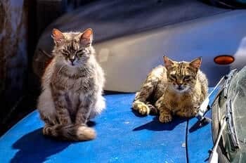 Speak with the Owners of the Cats to Keep Them off Your Car