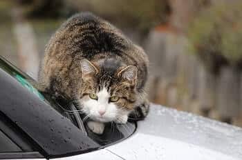 Use motion sensors to keep cats off your car