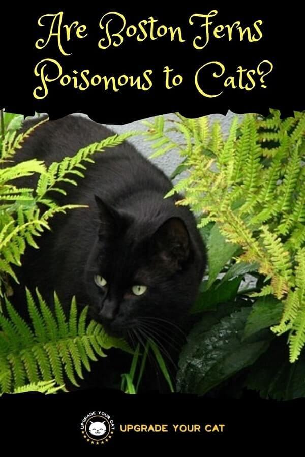 Are Boston Ferns Poisonous to Cats
