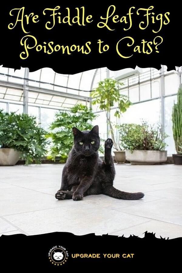 Are Fiddle Leaf Figs Poisonous to Cats