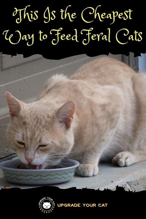 Cheapest Way to Feed Feral Cats