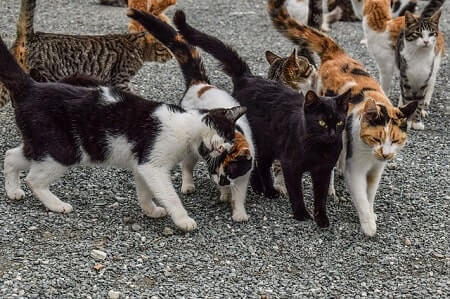 Dry and Wet Cat Food Brands for Feral Cats