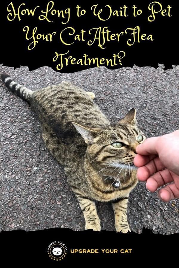 How Long After Flea Treatment Can I Pet My Cat