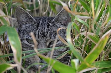 Some of the Plants That Are Toxic to Cats