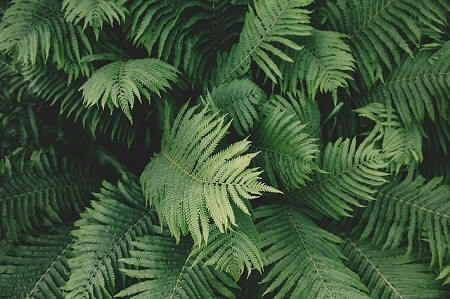 What Is a Boston Fern