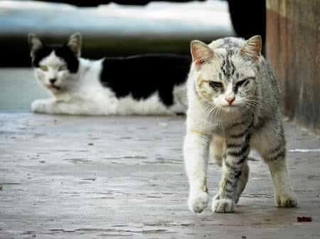 Will a Stray Cat Starve If I Stop Feeding It