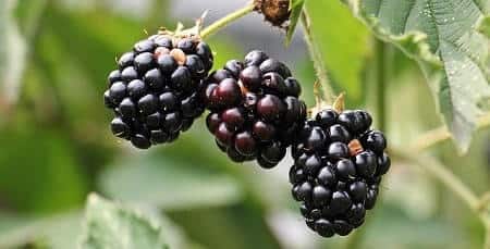 Are Blackberries Good for Cats