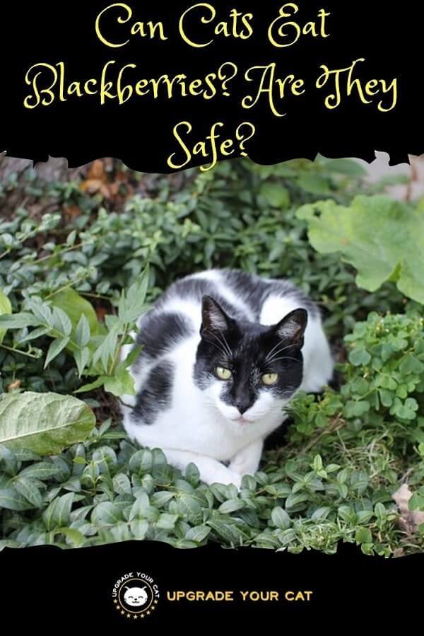 Can Cats Eat Blackberries