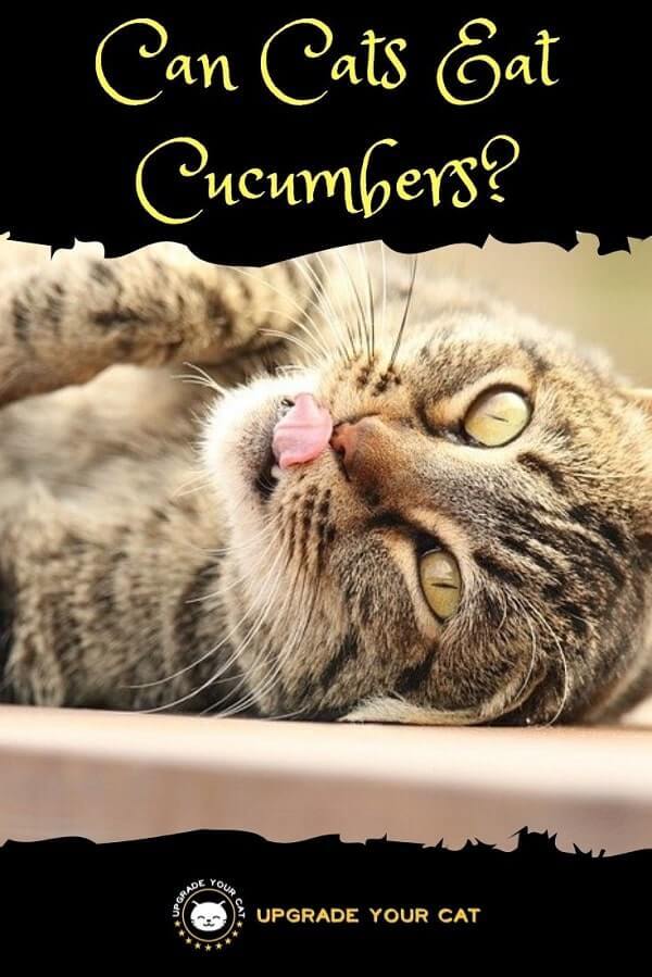 Can Cats Eat Cucumbers