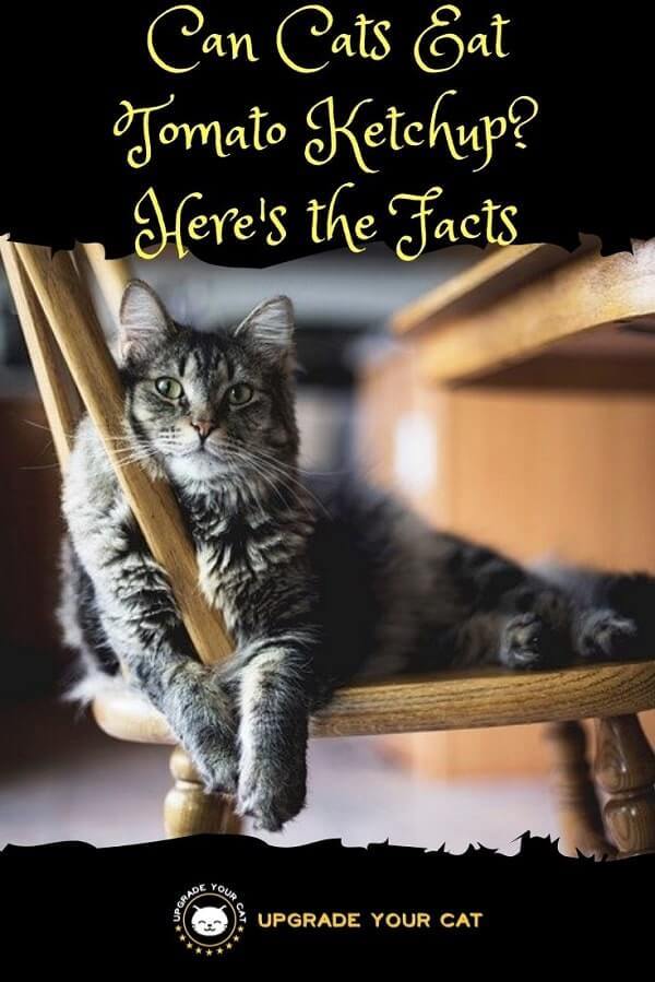 Can Cats Eat Ketchup