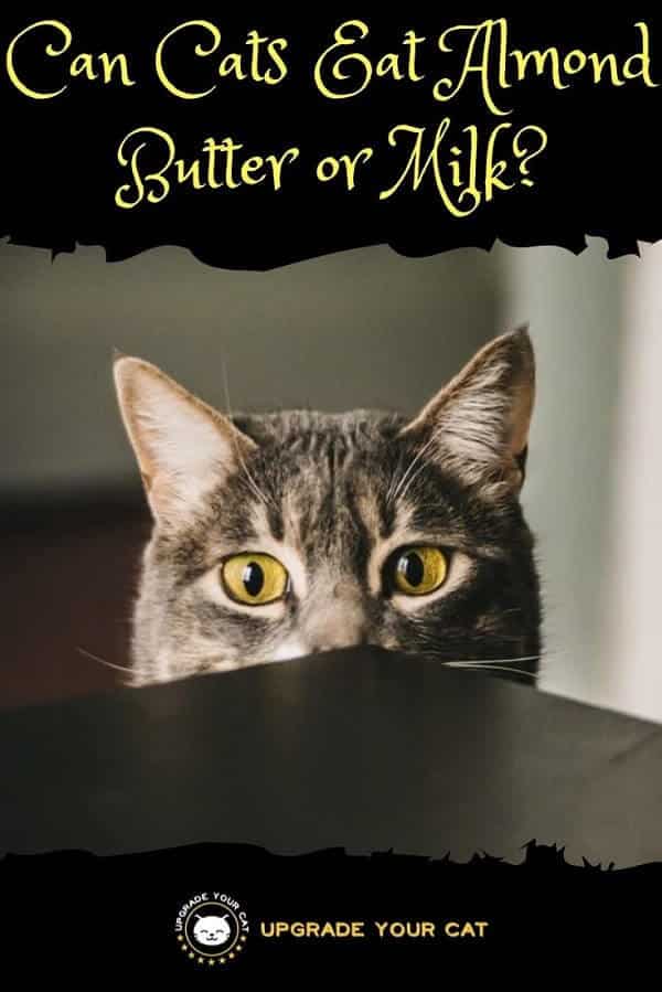 Can Cats Eat Almond Butter