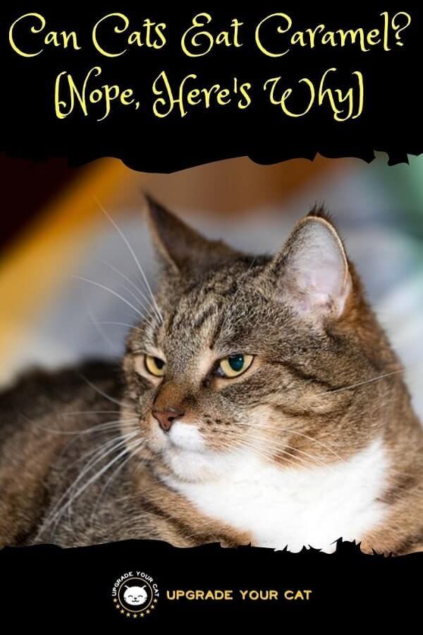 Can Cats Eat Caramel