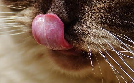 Some of the Foods That Cats Should Never Eat