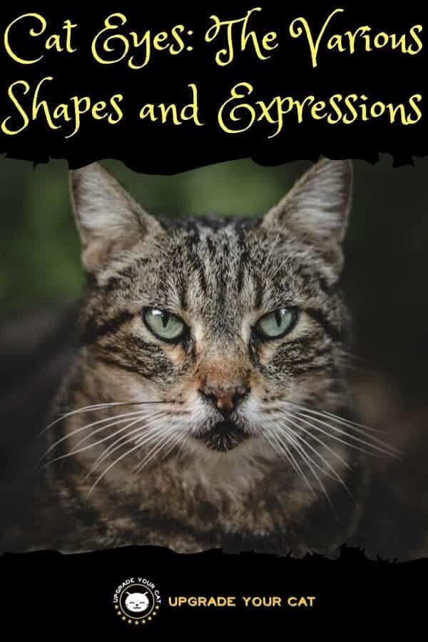Cat Eyes The Various Shapes and Expressions