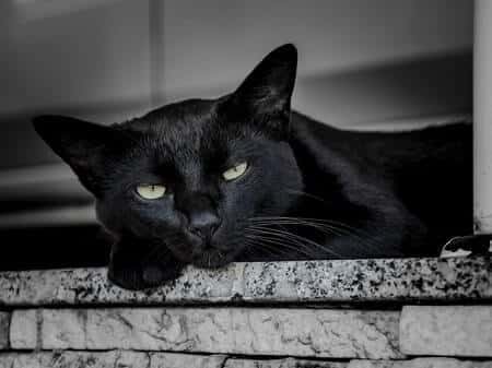 Cats Eyes Half Closed