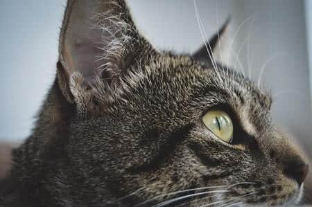 Cats eyes Narrow Slit Pupils
