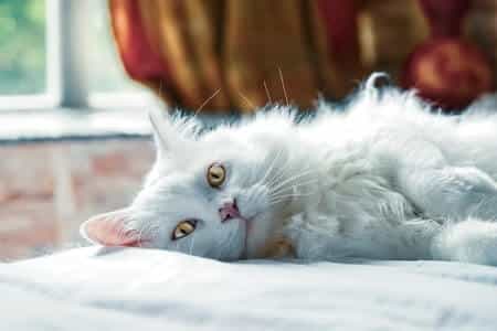Glossary of Cat Terms and Words