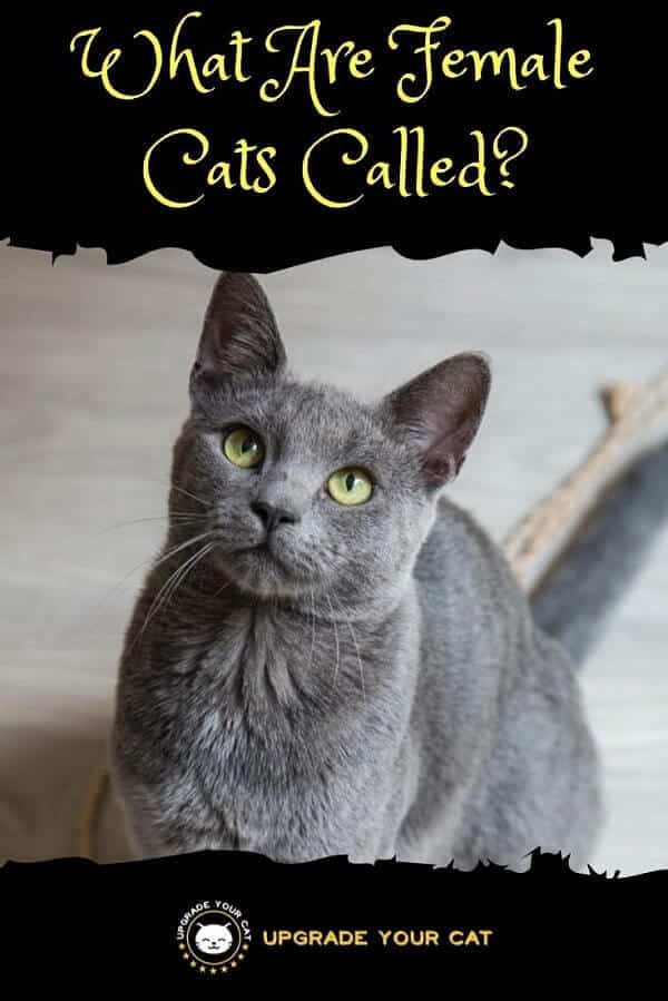 What Are Female Cats Called