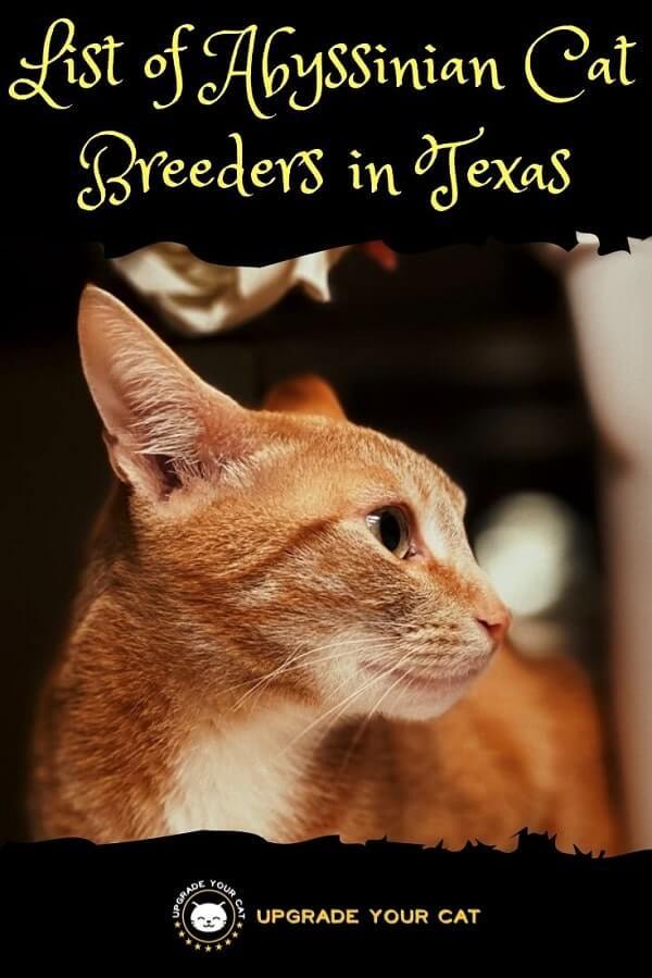 Abyssinian Cat Breeders in Texas Find Kittens for Sale