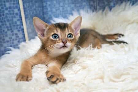 Are Abyssinian Cats Good Pets
