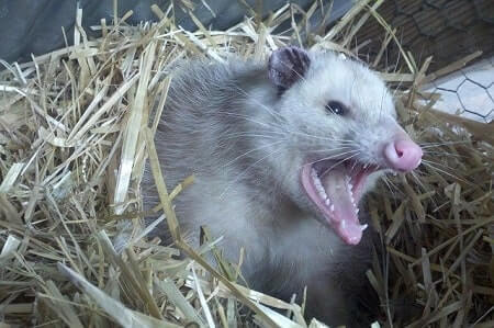 Are Possums Dangerous to Cats