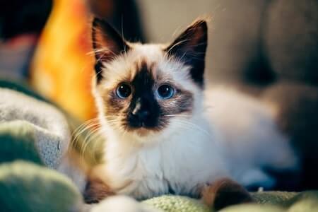 Are Siamese Cats Good Pets
