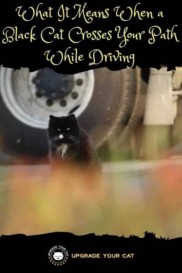 Black Cat Crossing Your Path While Driving