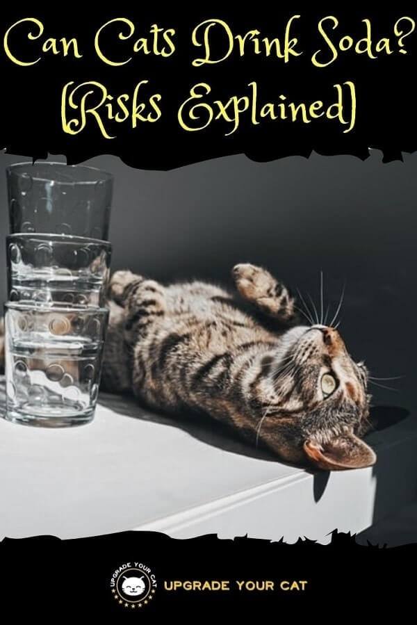 Can Cats Drink Soda