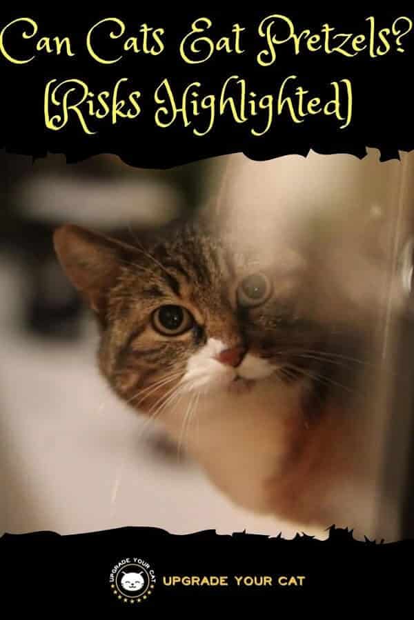 Can Cats Eat Pretzels