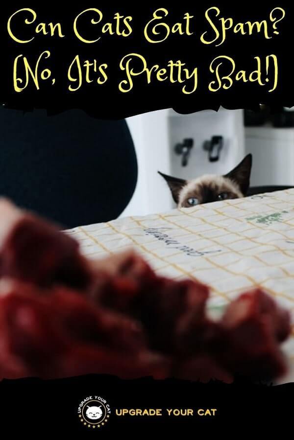 Can Cats Eat Spam