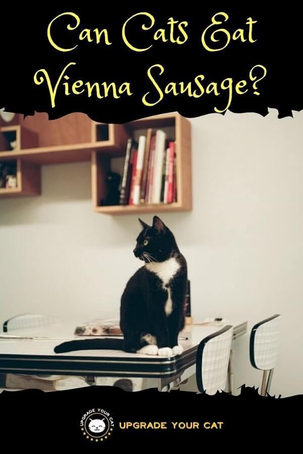 Can Cats Eat Vienna Sausage