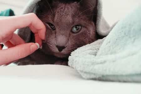 Can I Use Any Shampoo on My Cat