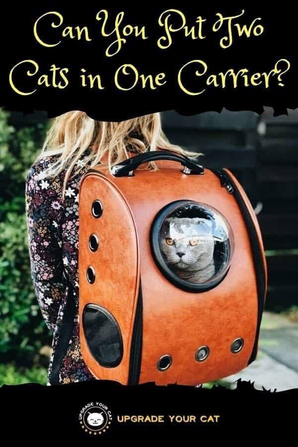 Can You Put Two Cats in One Carrier