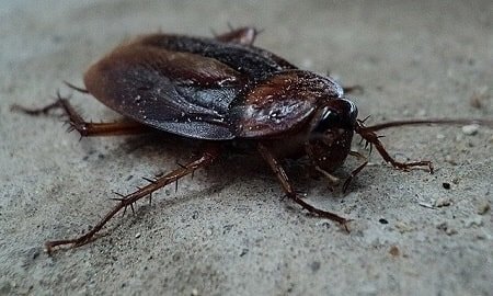 Cat Eats Poisoned Cockroaches