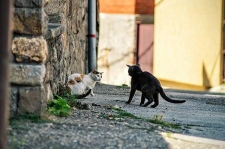 Cat arching back fighting in the wild